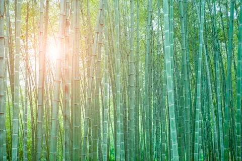 Bamboo forest Stock Photos