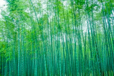 Bamboo forest Stock Photos