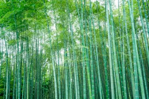 Bamboo forest Foto stock