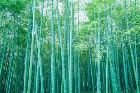 Bamboo forest Stock Photos