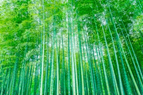 Bamboo forest Stock Photos