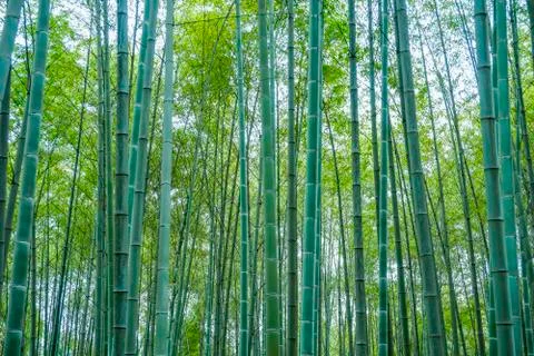Bamboo forest Stock Photos