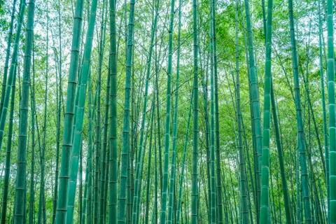Bamboo forest Stock Photos