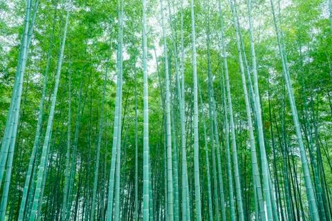 Bamboo forest Stock Photos
