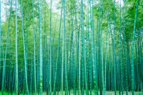 Bamboo forest Stock Photos