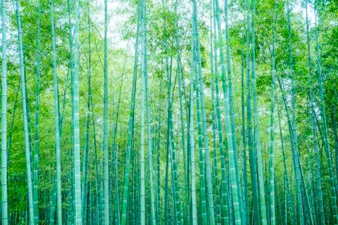 Bamboo forest Stock Photos
