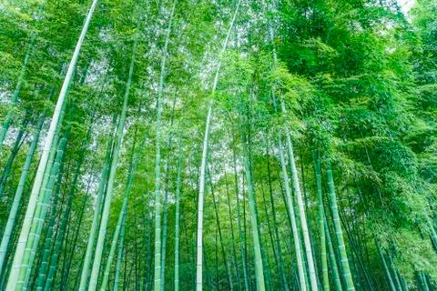 Bamboo forest Stock Photos