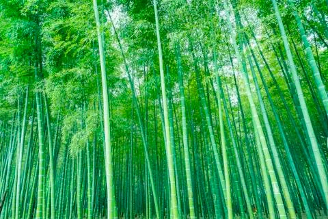 Bamboo forest Stock Photos