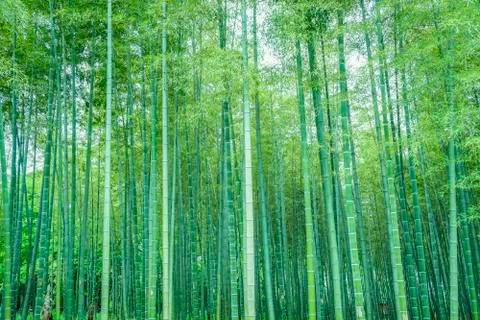 Bamboo forest Stock Photos