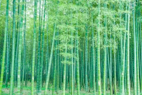 Bamboo forest Foto stock