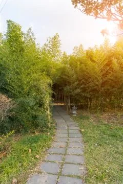 Bamboo forest Stock Photos