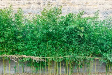 Bamboo forest Stock Photos