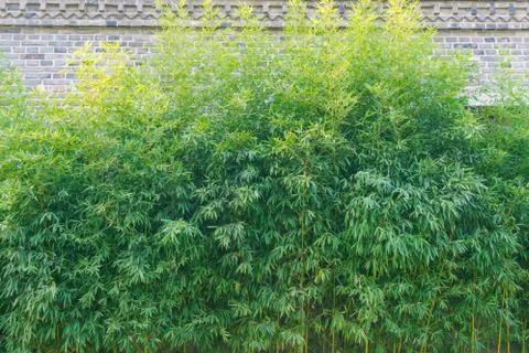 Bamboo forest Stock Photos