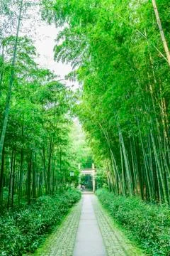Bamboo forest Stock Photos