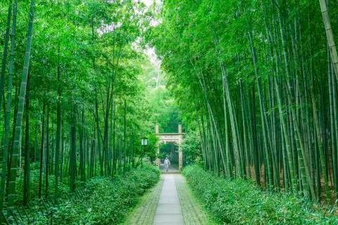 Bamboo forest Stock Photos