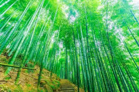 Bamboo forest Stock Photos