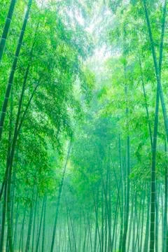 Bamboo forest Foto stock