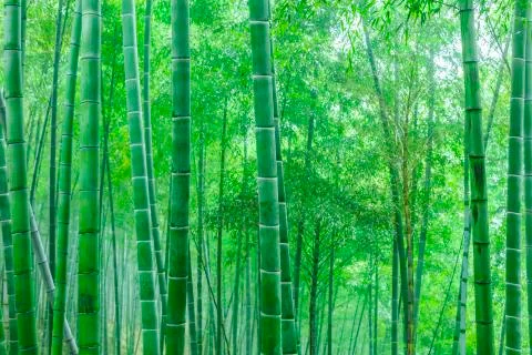 Bamboo forest Stock Photos