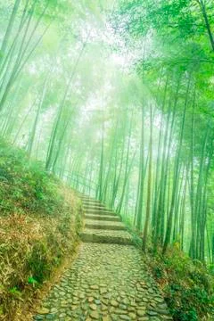 Bamboo forest Stock Photos
