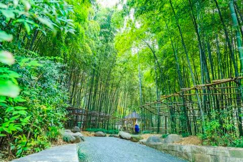 Bamboo forest Stock Photos