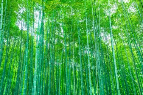 Bamboo forest Stock Photos