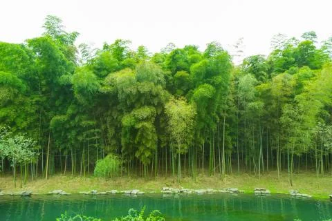 Bamboo forest Stock Photos