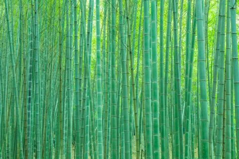 Bamboo forest Stock Photos