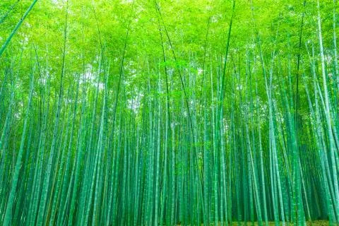 Bamboo forest Stock Photos