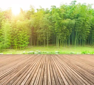 Bamboo forest 库存照片