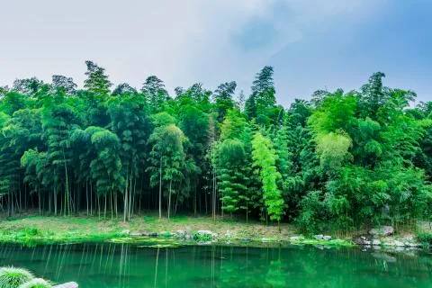 Bamboo forest Stock Photos