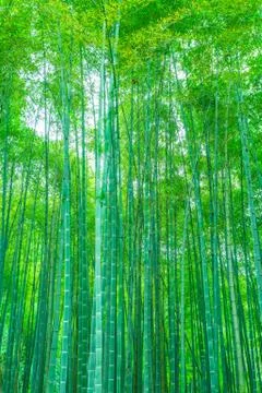 Bamboo forest Stock Photos