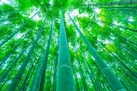 Bamboo forest 스톡 사진