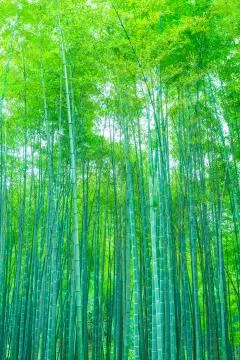 Bamboo forest Stock Photos