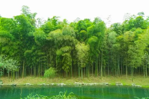 Bamboo forest Stock Photos