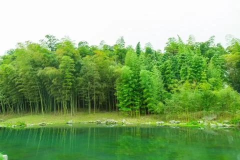 Bamboo forest Stock-Fotos