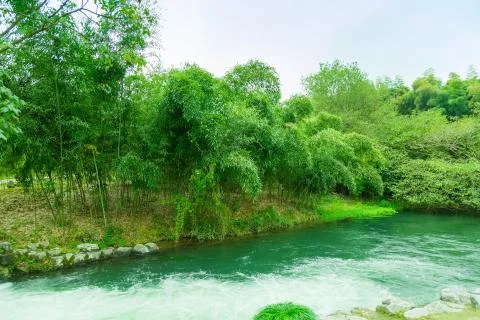 Bamboo forest Stock Photos