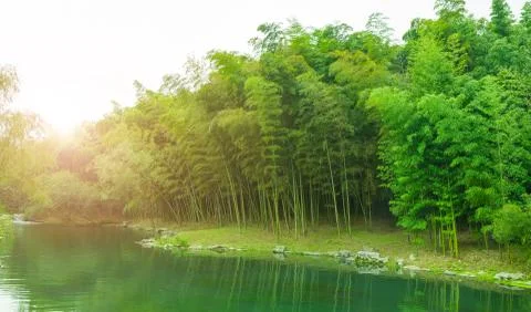 Bamboo forest Stock Photos