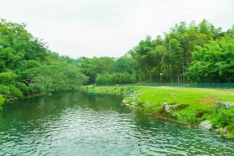 Bamboo forest Stock Photos