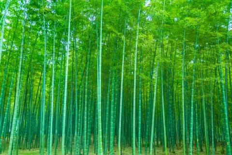 Bamboo forest Фото