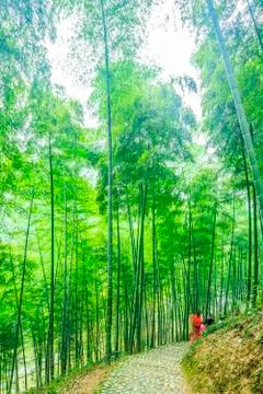 Bamboo forest Stock-Fotos