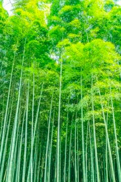 Bamboo forest Stock-Fotos