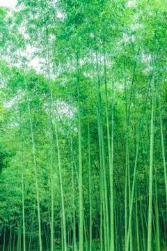 Bamboo forest Stock Photos