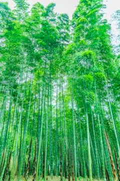 Bamboo forest Stock Photos