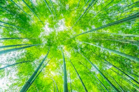 Bamboo forest Stock Photos