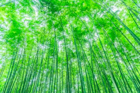Bamboo forest Stock Photos