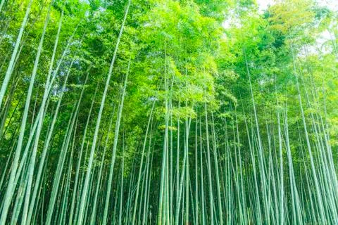 Bamboo forest Stock Photos