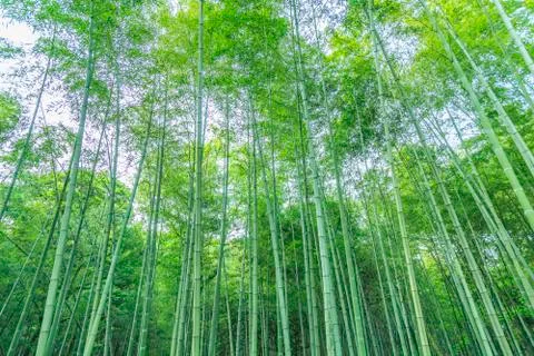 Bamboo forest Stock Photos