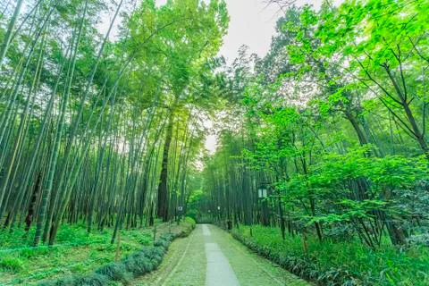 Bamboo forest Stock Photos