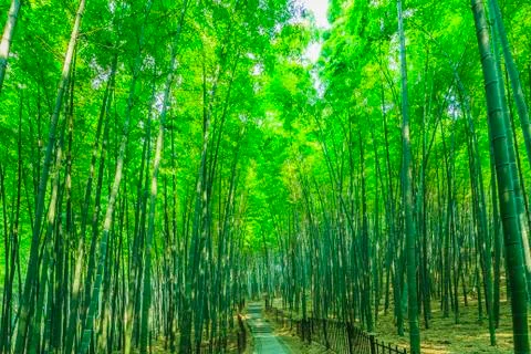 Bamboo forest Stock Photos