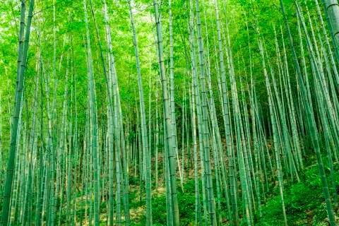 Bamboo forest Stock Photos